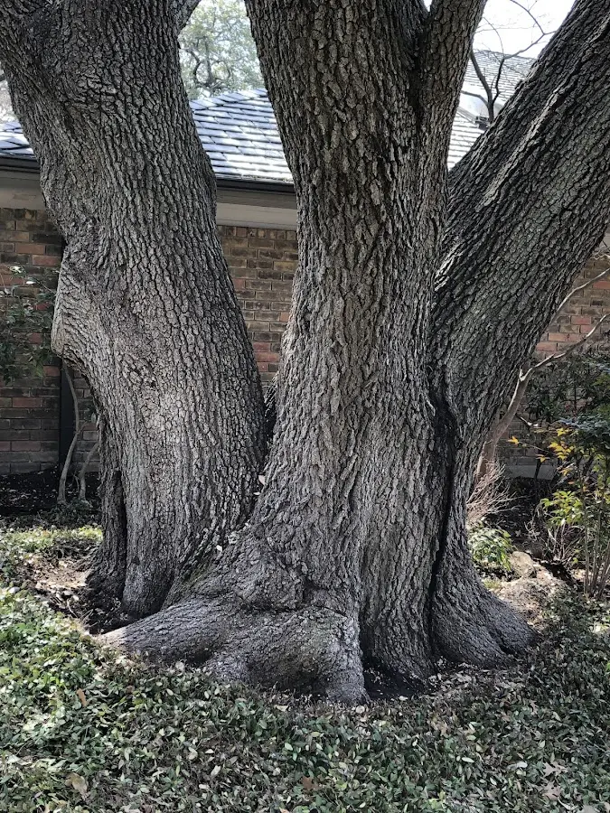 Mature heritage tree close to a Grenloch property cared for by certified arborists
